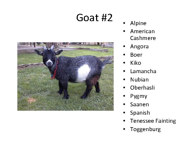 Goat #2 • Alpine • American Cashmere • Angora • Boer • Kiko •