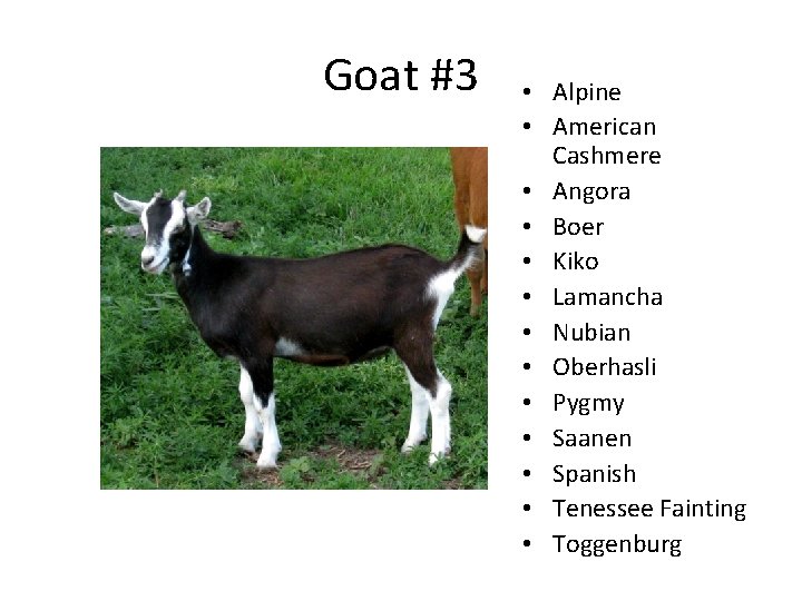 Goat #3 • Alpine • American Cashmere • Angora • Boer • Kiko •