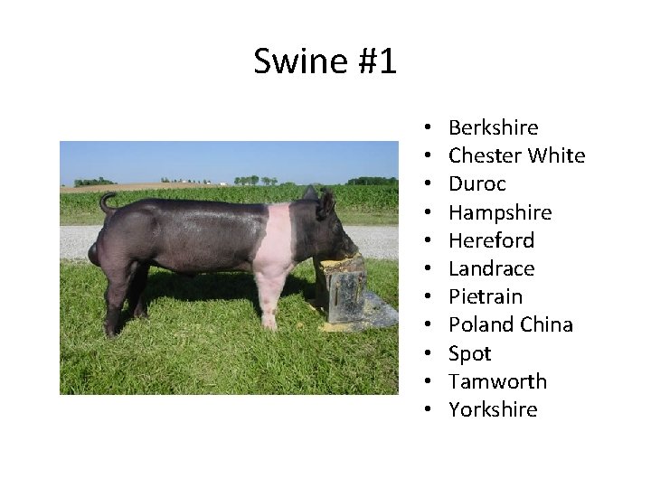 Swine #1 • • • Berkshire Chester White Duroc Hampshire Hereford Landrace Pietrain Poland