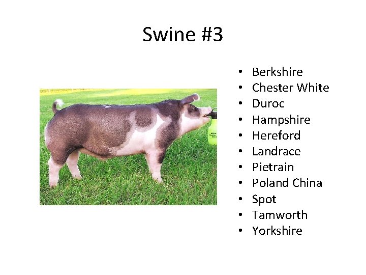 Swine #3 • • • Berkshire Chester White Duroc Hampshire Hereford Landrace Pietrain Poland