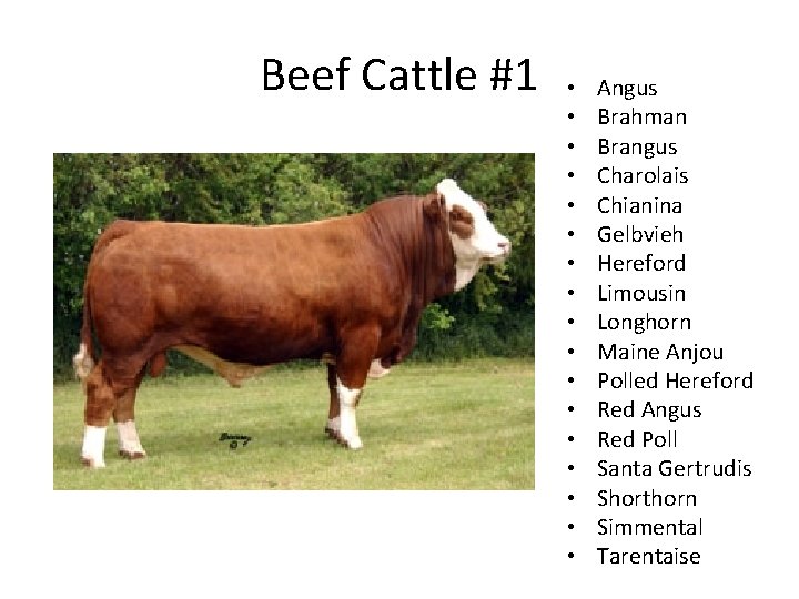 Beef Cattle #1 • • • • • Angus Brahman Brangus Charolais Chianina Gelbvieh