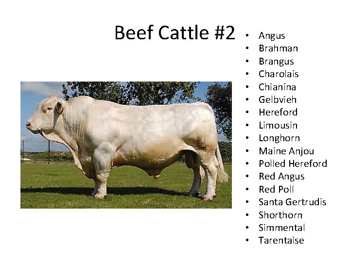 Beef Cattle #2 • • • • • Angus Brahman Brangus Charolais Chianina Gelbvieh