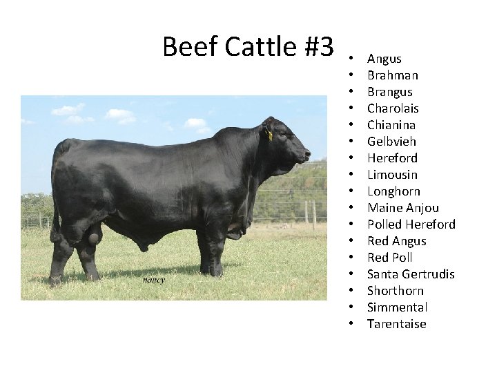 Beef Cattle #3 • • • • • Angus Brahman Brangus Charolais Chianina Gelbvieh