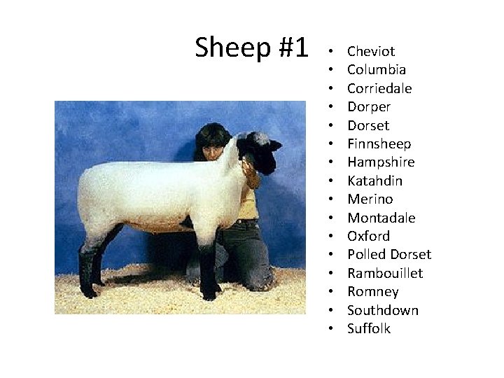 Sheep #1 • • • • Cheviot Columbia Corriedale Dorper Dorset Finnsheep Hampshire Katahdin