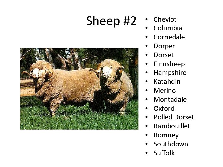 Sheep #2 • • • • Cheviot Columbia Corriedale Dorper Dorset Finnsheep Hampshire Katahdin
