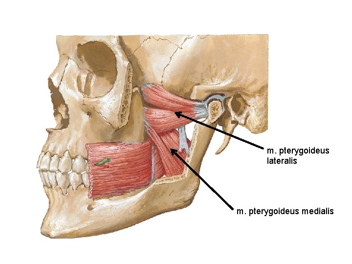 m. pterygoideus lateralis m. pterygoideus medialis 