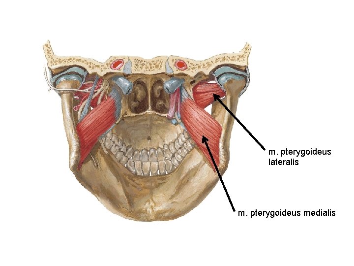 m. pterygoideus lateralis m. pterygoideus medialis 