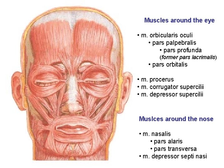 Muscles around the eye • m. orbicularis oculi • pars palpebralis • pars profunda