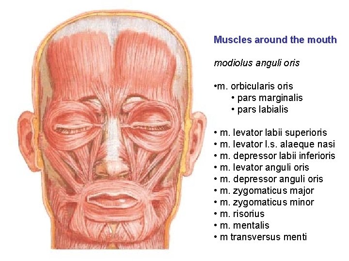 Muscles around the mouth modiolus anguli oris • m. orbicularis oris • pars marginalis