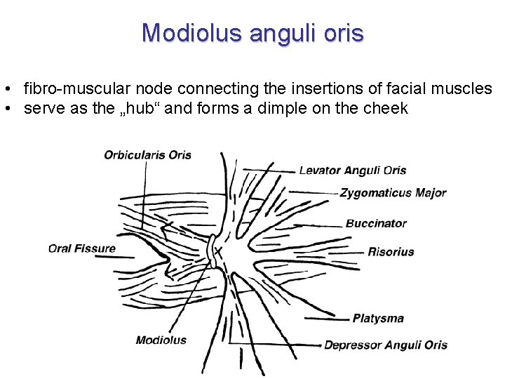 Modiolus anguli oris • fibro-muscular node connecting the insertions of facial muscles • serve