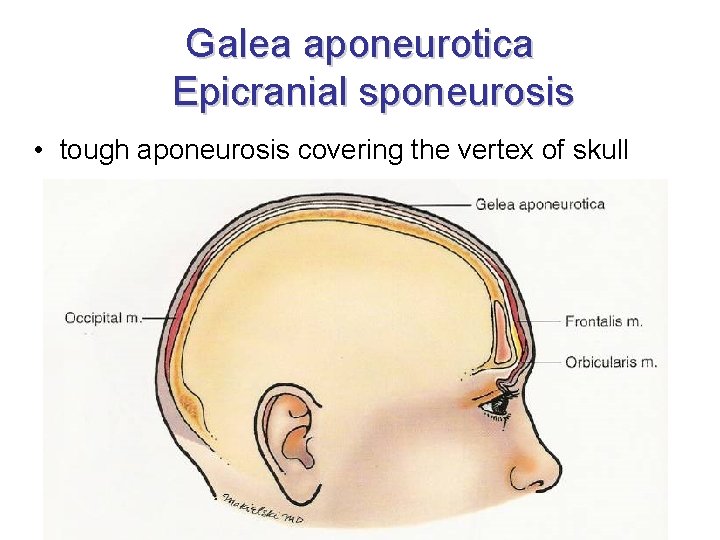 Galea aponeurotica Epicranial sponeurosis • tough aponeurosis covering the vertex of skull 