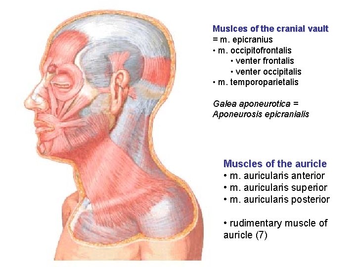 Muslces of the cranial vault = m. epicranius • m. occipitofrontalis • venter occipitalis