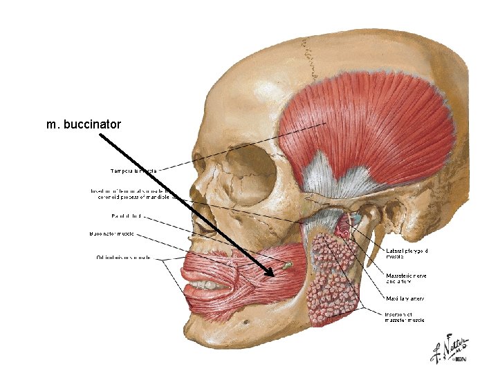 m. buccinator 