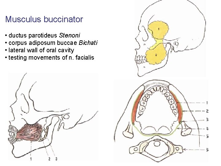 Musculus buccinator • ductus parotideus Stenoni • corpus adiposum buccae Bichati • lateral wall