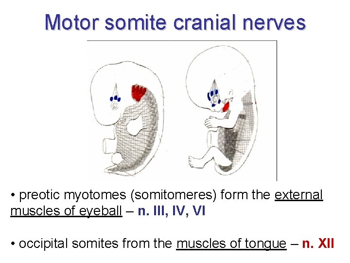 Motor somite cranial nerves • preotic myotomes (somitomeres) form the external muscles of eyeball