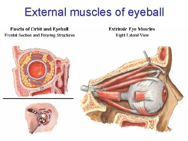 External muscles of eyeball 