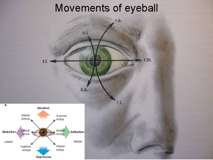 Movements of eyeball 