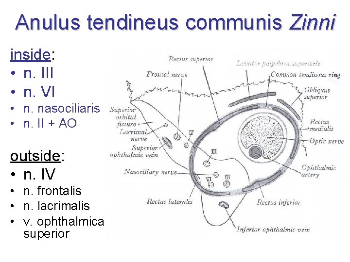 Anulus tendineus communis Zinni inside: • n. III • n. VI • n. nasociliaris