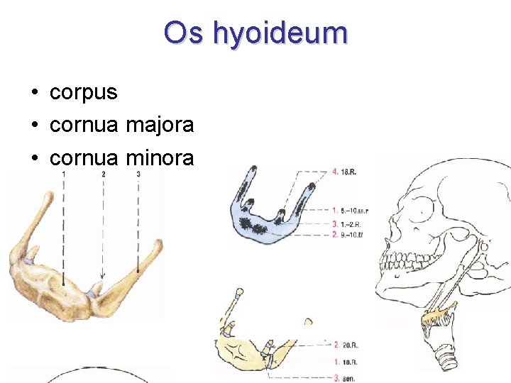 Os hyoideum • corpus • cornua majora • cornua minora 