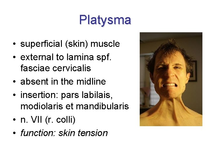 Platysma • superficial (skin) muscle • external to lamina spf. fasciae cervicalis • absent