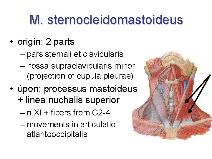 M. sternocleidomastoideus • origin: 2 parts – pars sternali et clavicularis – fossa supraclavicularis