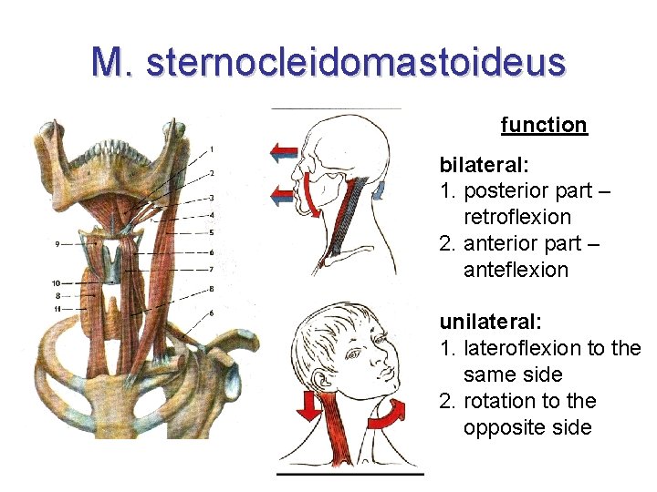 M. sternocleidomastoideus function bilateral: 1. posterior part – retroflexion 2. anterior part – anteflexion