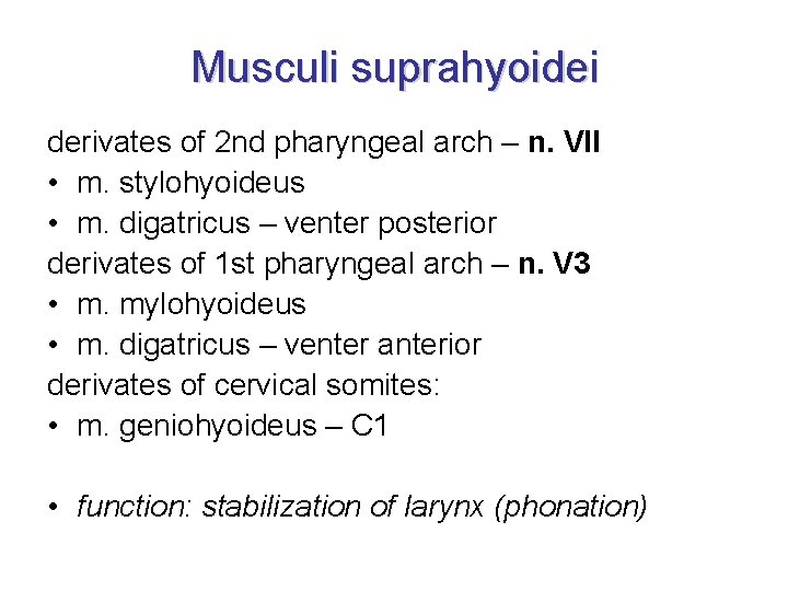 Musculi suprahyoidei derivates of 2 nd pharyngeal arch – n. VII • m. stylohyoideus