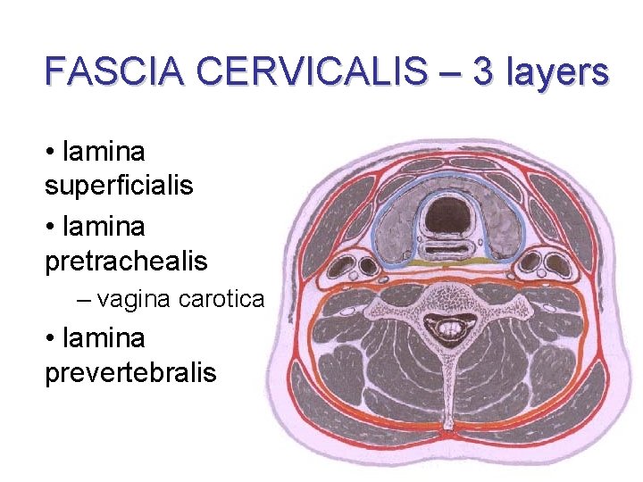 FASCIA CERVICALIS – 3 layers • lamina superficialis • lamina pretrachealis – vagina carotica