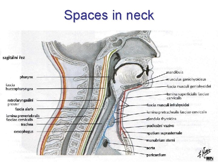Spaces in neck 