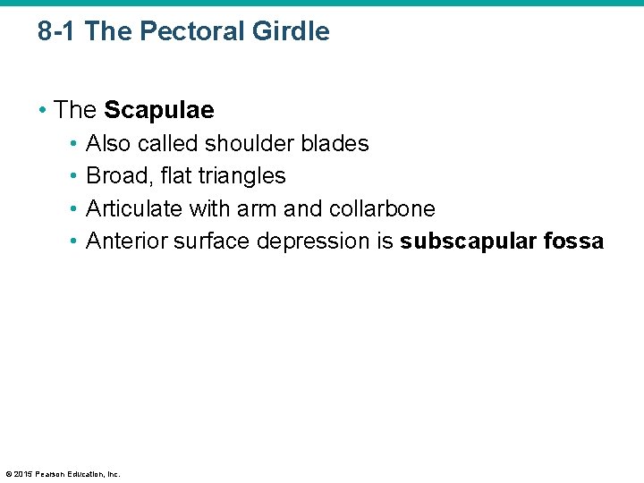 8 -1 The Pectoral Girdle • The Scapulae • • Also called shoulder blades