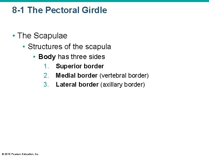 8 -1 The Pectoral Girdle • The Scapulae • Structures of the scapula •