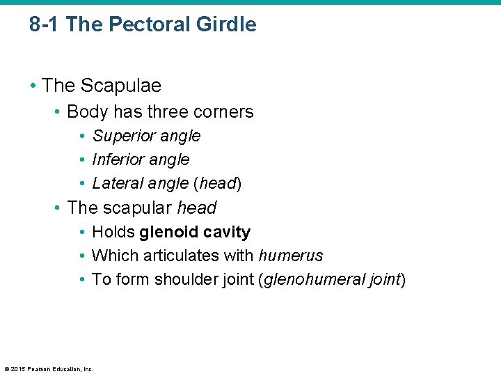 8 -1 The Pectoral Girdle • The Scapulae • Body has three corners •