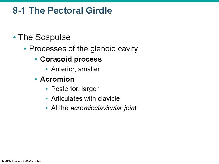 8 -1 The Pectoral Girdle • The Scapulae • Processes of the glenoid cavity