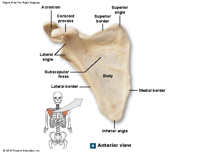 Figure 8 -3 a The Right Scapula. Acromion Coracoid process Superior border Superior angle