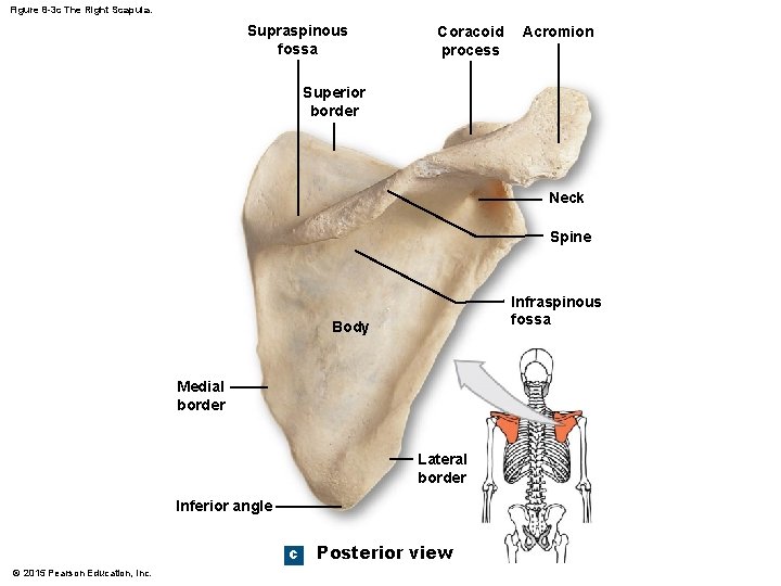 Figure 8 -3 c The Right Scapula. Supraspinous fossa Coracoid process Acromion Superior border