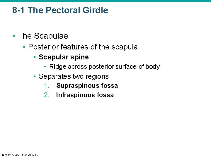 8 -1 The Pectoral Girdle • The Scapulae • Posterior features of the scapula