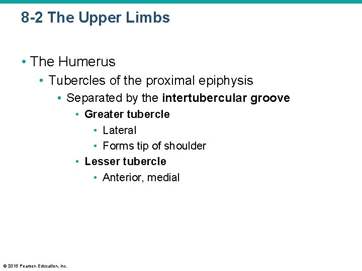 8 -2 The Upper Limbs • The Humerus • Tubercles of the proximal epiphysis