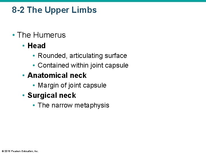 8 -2 The Upper Limbs • The Humerus • Head • Rounded, articulating surface