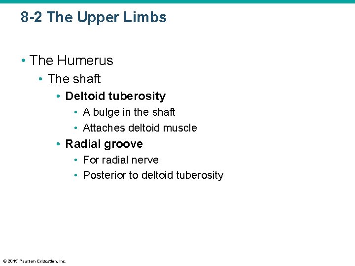 8 -2 The Upper Limbs • The Humerus • The shaft • Deltoid tuberosity