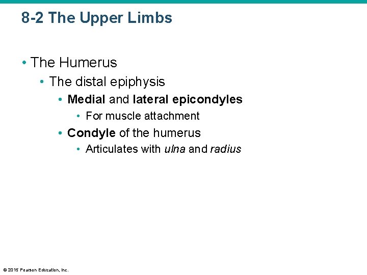 8 -2 The Upper Limbs • The Humerus • The distal epiphysis • Medial