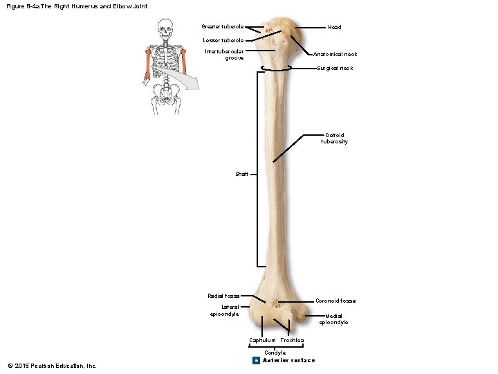 Figure 8 -4 a The Right Humerus and Elbow Joint. Greater tubercle Head Lesser