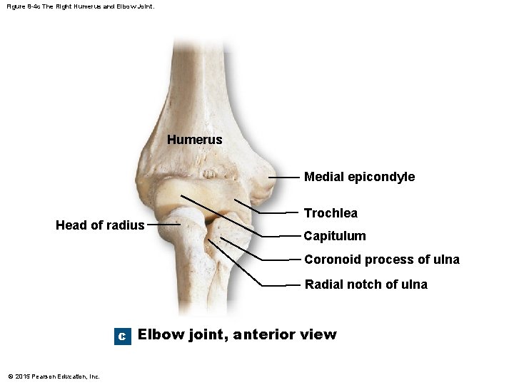 Figure 8 -4 c The Right Humerus and Elbow Joint. Humerus Medial epicondyle Head