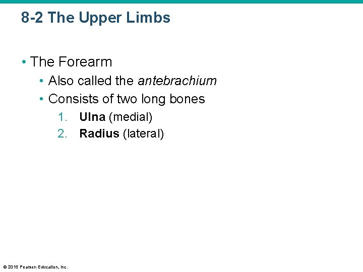 8 -2 The Upper Limbs • The Forearm • Also called the antebrachium •