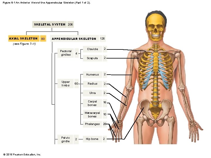 Figure 8 -1 An Anterior View of the Appendicular Skeleton (Part 1 of 2).