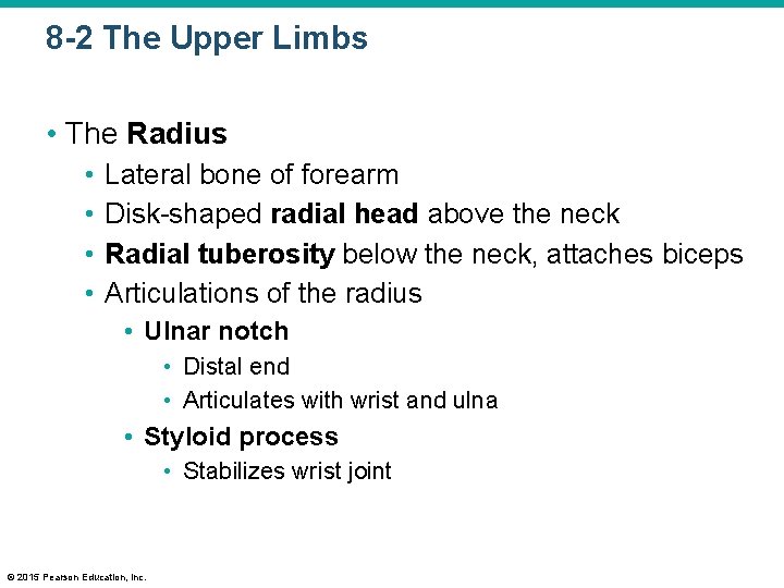 8 -2 The Upper Limbs • The Radius • • Lateral bone of forearm