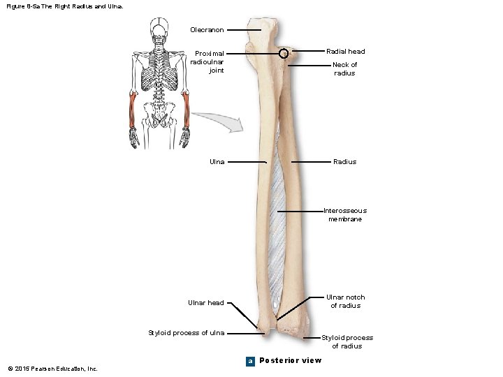 Figure 8 -5 a The Right Radius and Ulna. Olecranon Radial head Proximal radioulnar