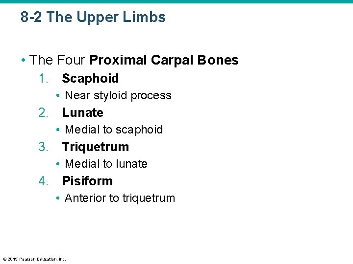 8 -2 The Upper Limbs • The Four Proximal Carpal Bones 1. Scaphoid •
