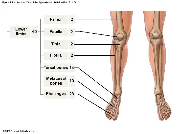 Figure 8 -1 An Anterior View of the Appendicular Skeleton (Part 2 of 2).