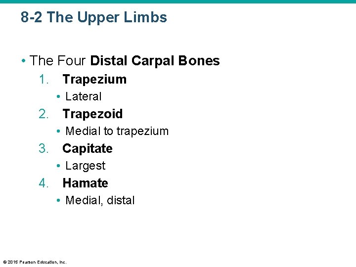 8 -2 The Upper Limbs • The Four Distal Carpal Bones 1. Trapezium •