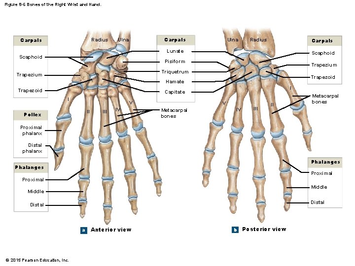 Figure 8 -6 Bones of the Right Wrist and Hand. Carpals Radius Carpals Ulna